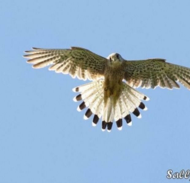 Kestrel