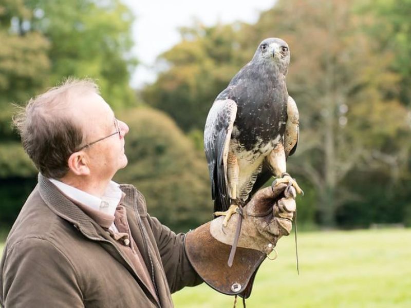 Weekend Open Days - Icarus Falconry