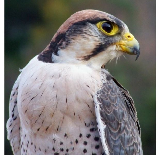 Lanner Falcon