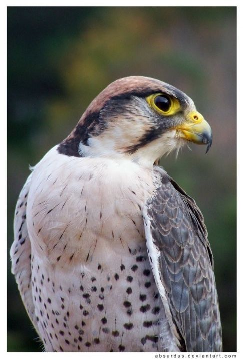 Lanner Falcon - Icarus Falconry