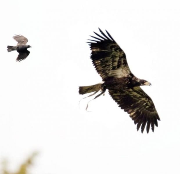 American Bald Eagle