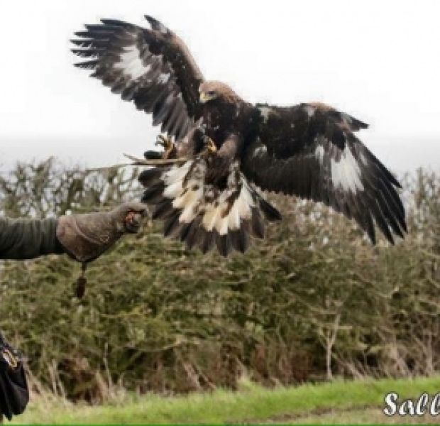 Golden Eagle