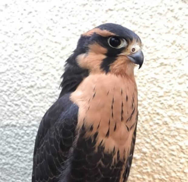 Aplomado Falcon