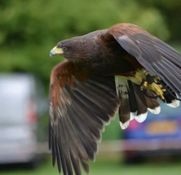 Harris’ Hawk