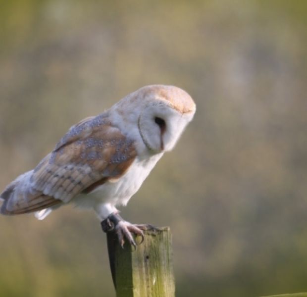 Barn Owl