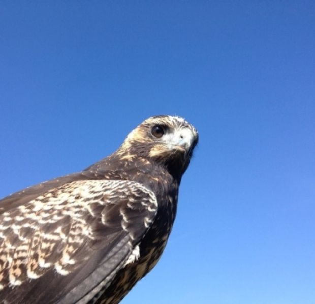 Chilean Eagle-buzzard