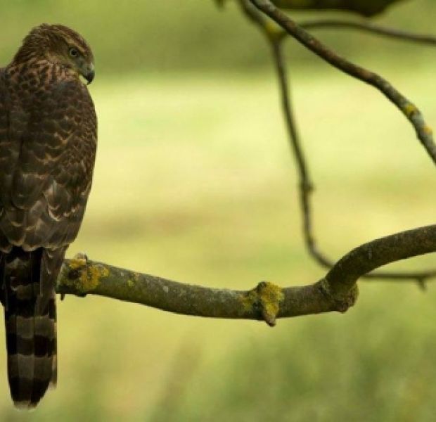 Goshawk