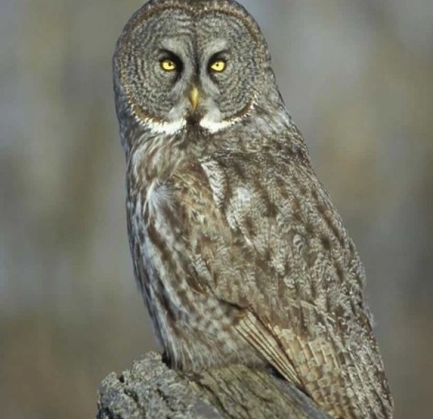 Great Grey Owl
