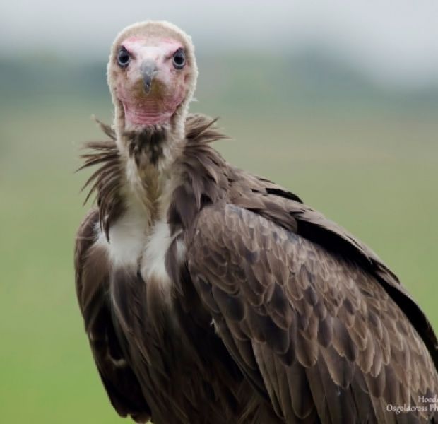 Hooded Vulture