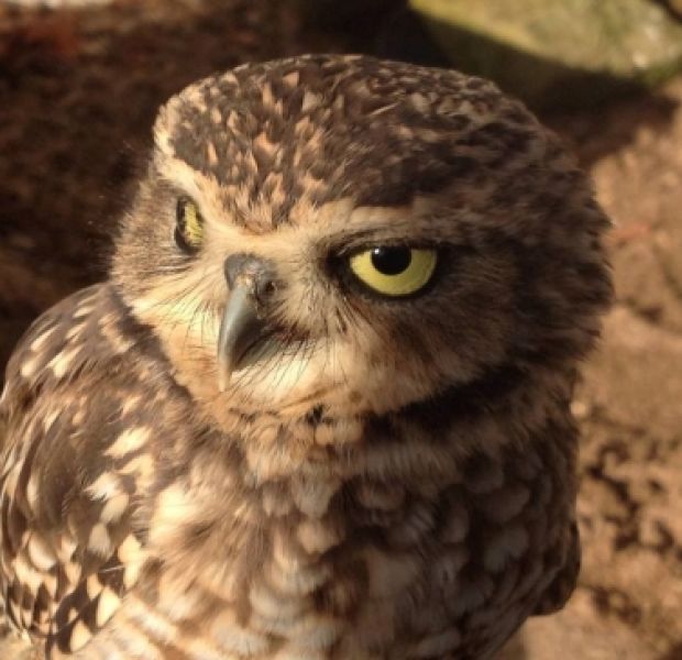 Burrowing Owl