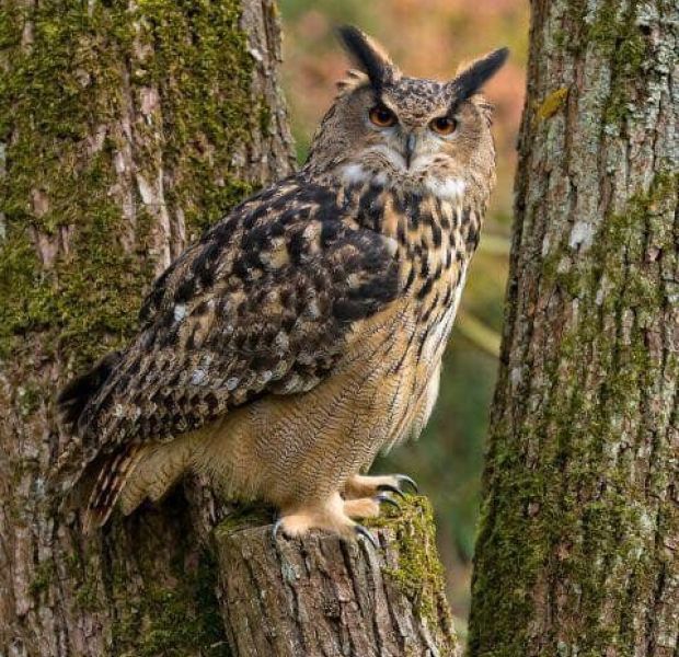 European Eagle Owl