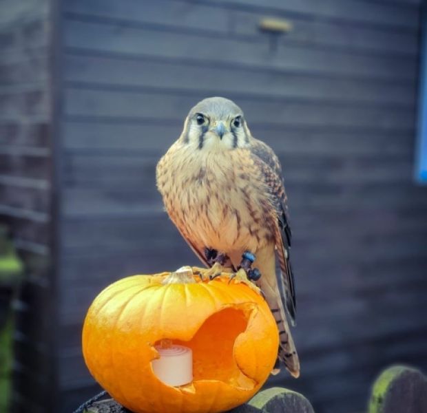 American Kestrel