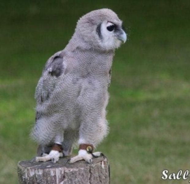 Milky Eagle Owl