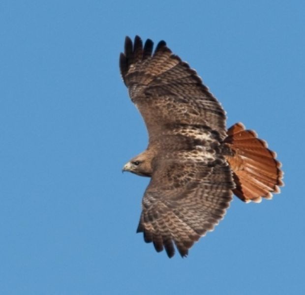 Red-tailed Buzzard