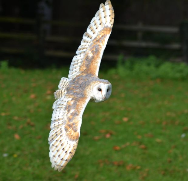 Hawk and Owl Experience
