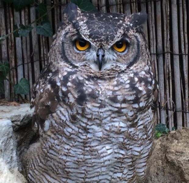 African Spotted Owl