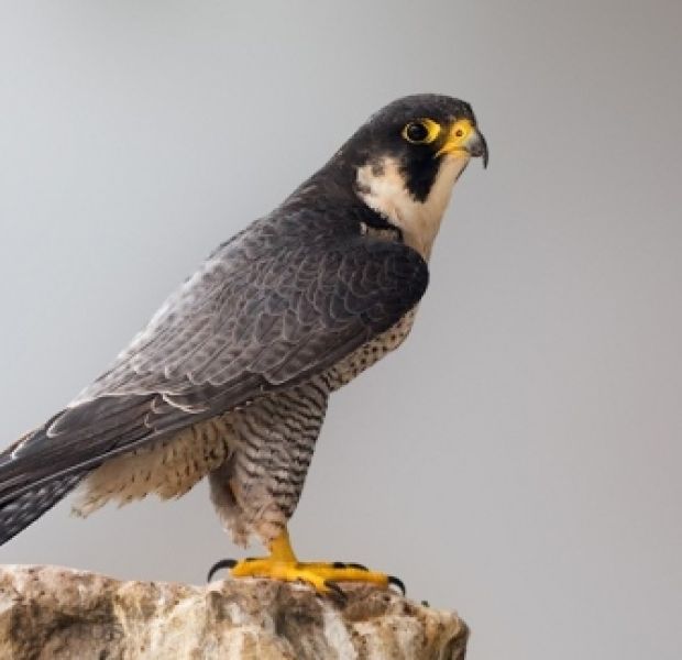 Peregrine Falcon