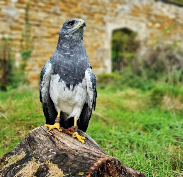 Falconry Premier Experience
