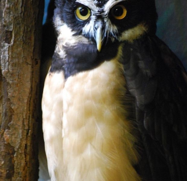 Spectacled Owl