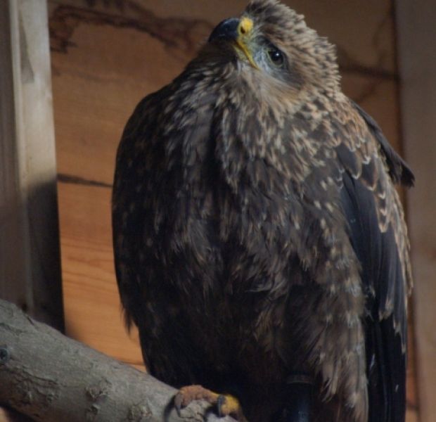 Black Kite