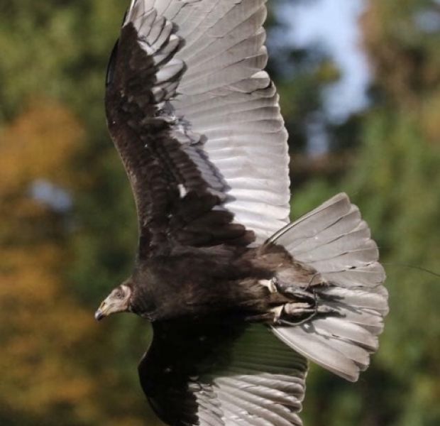 Lesser Yellow Headed Vulture